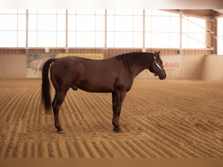 American Quarter Horse Stallone 17 Anni Sauro in Arnbruck