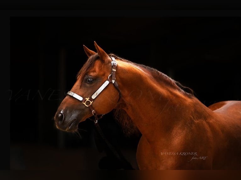 American Quarter Horse Stallone 17 Anni Sauro in Arnbruck