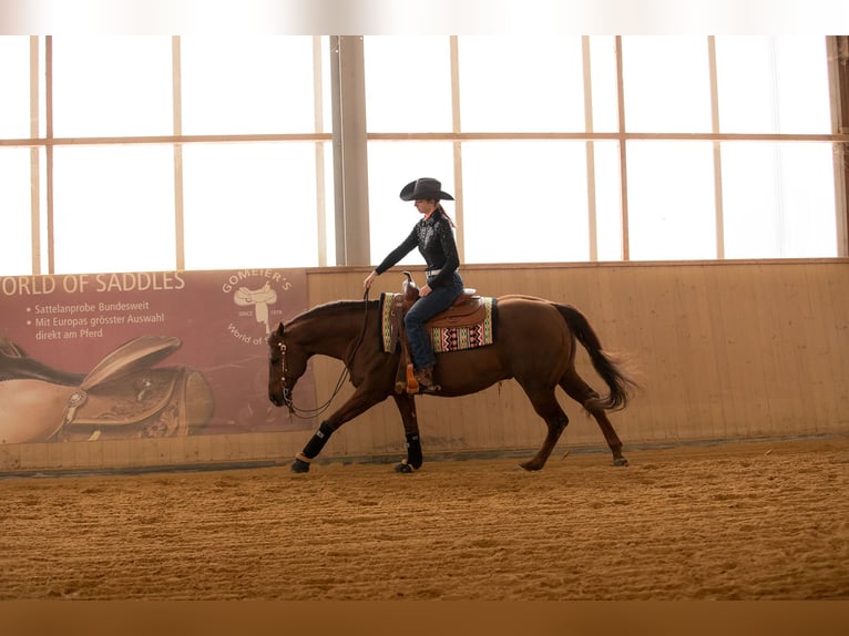 American Quarter Horse Stallone 17 Anni Sauro in Arnbruck