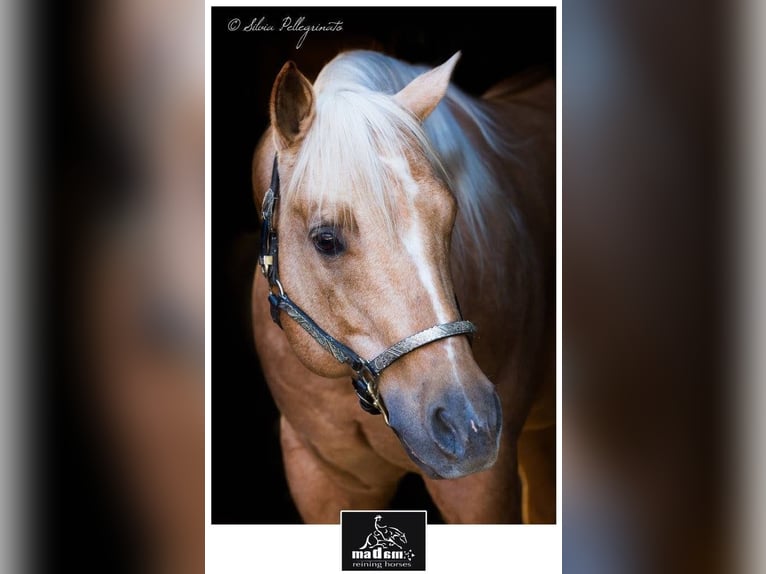 American Quarter Horse Stallone 19 Anni 150 cm Palomino in Mokronog