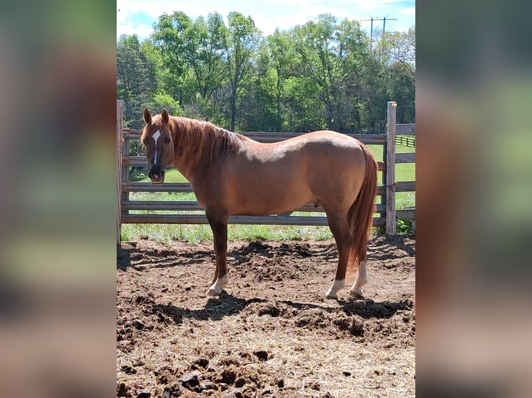 American Quarter Horse Stallone 19 Anni 152 cm Red dun in Stephens City