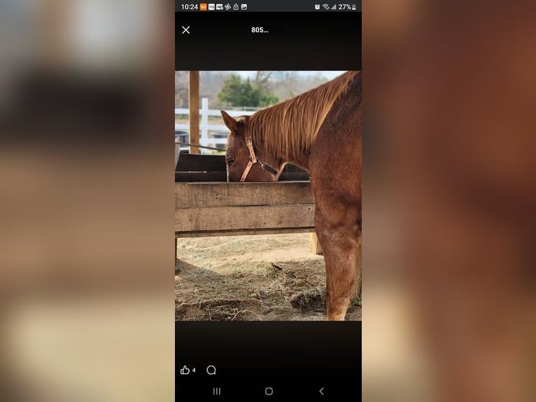 American Quarter Horse Stallone 19 Anni Roano rosso in Temple Hills