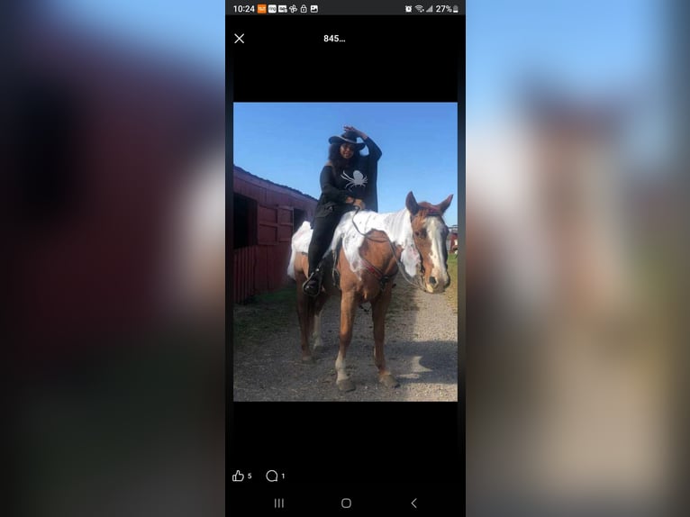 American Quarter Horse Stallone 19 Anni Roano rosso in Temple Hills
