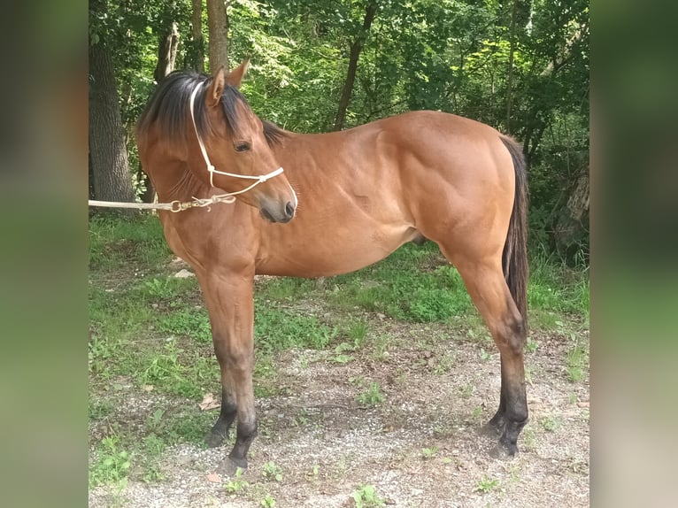 American Quarter Horse Stallone 1 Anno 130 cm Baio chiaro in Zagreb