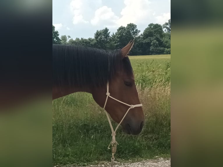 American Quarter Horse Stallone 1 Anno 130 cm Baio chiaro in Zagreb