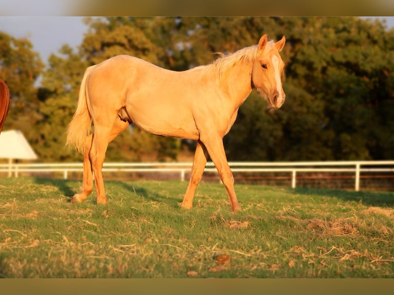 American Quarter Horse Stallone 1 Anno 132 cm Palomino in Wayne