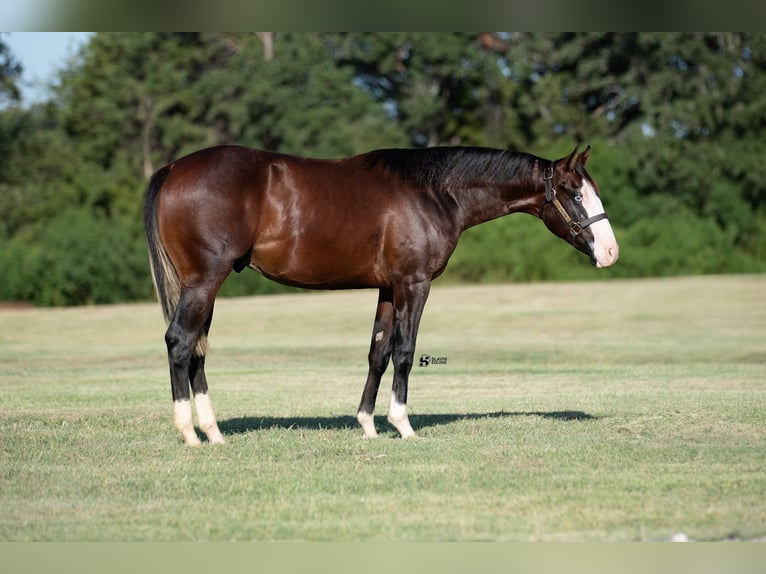 American Quarter Horse Stallone 1 Anno 137 cm Baio ciliegia in Whitesboro