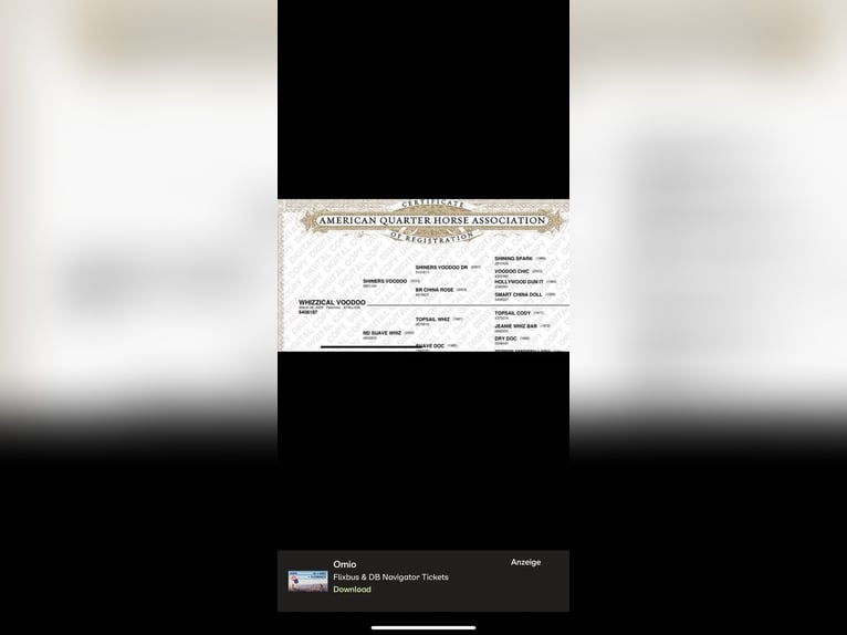 American Quarter Horse Stallone 1 Anno 138 cm Palomino in Berlin