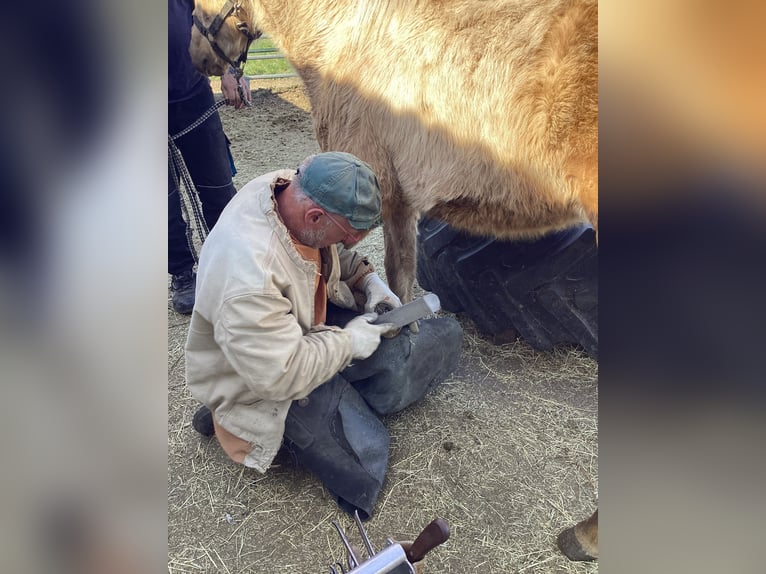 American Quarter Horse Stallone 1 Anno 140 cm Palomino in ApfeldorfApfeldorf