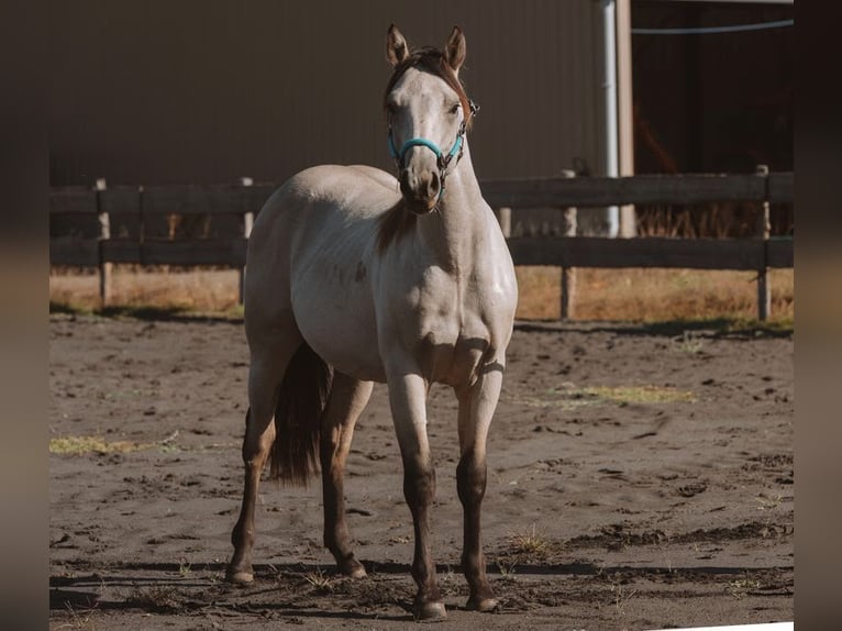 American Quarter Horse Stallone 1 Anno 140 cm Pelle di daino in Montmorillon