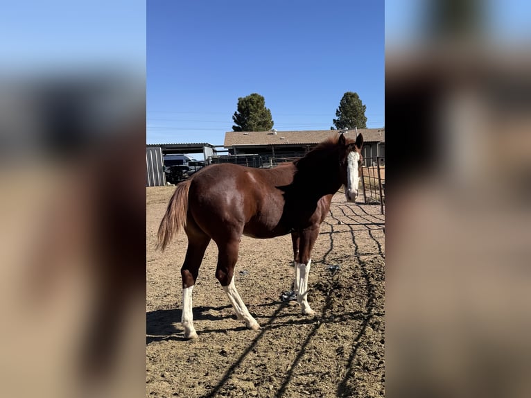 American Quarter Horse Stallone 1 Anno 142 cm Overo-tutti i colori in McNeal, AZ