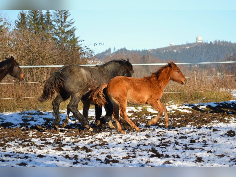 American Quarter Horse Mix Stallone 1 Anno 142 cm Red dun in St. Koloman