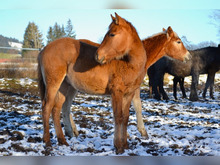 American Quarter Horse Mix Stallone 1 Anno 142 cm Red dun in St. Koloman