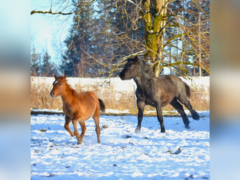 American Quarter Horse Mix Stallone 1 Anno 142 cm Red dun in St. Koloman