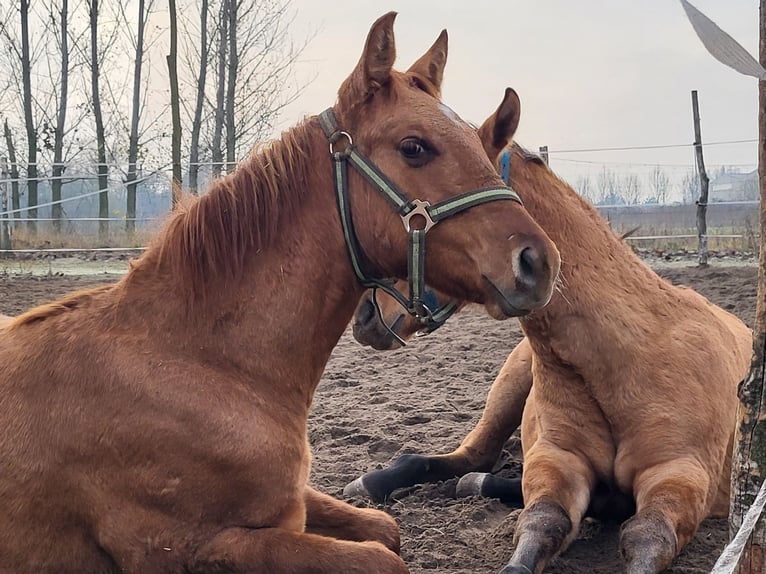 American Quarter Horse Stallone 1 Anno 145 cm Red dun in Akasztó