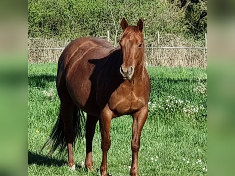 American Quarter Horse Stallone 1 Anno 145 cm Red dun in Akasztó