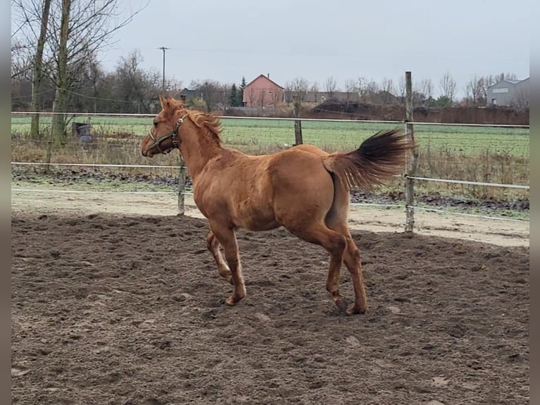 American Quarter Horse Stallone 1 Anno 145 cm Red dun in Akasztó