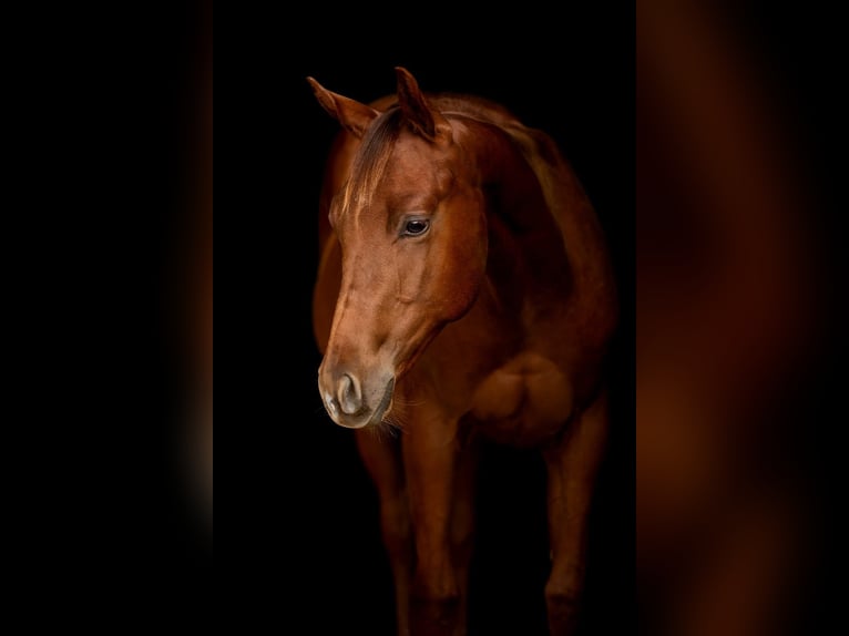 American Quarter Horse Stallone 1 Anno 145 cm Sauro scuro in Rheinbach