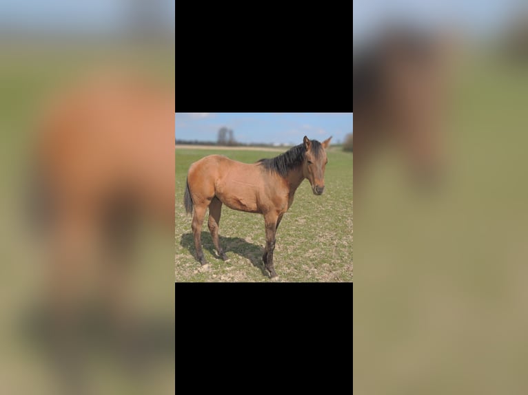 American Quarter Horse Stallone 1 Anno 146 cm Falbo in Kirchberg