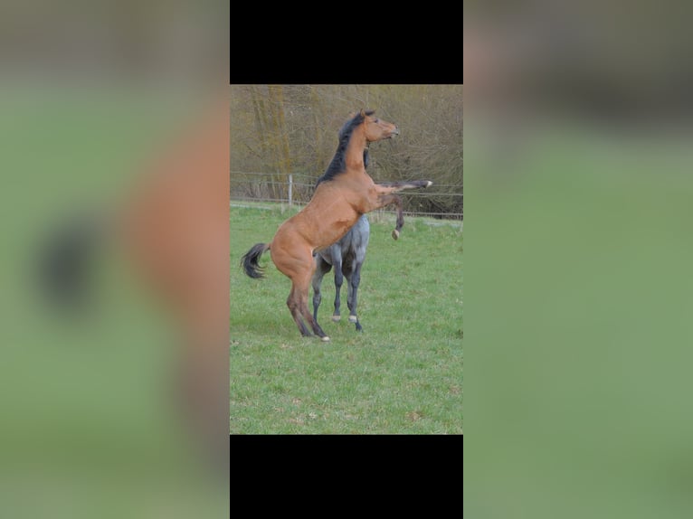 American Quarter Horse Stallone 1 Anno 146 cm Falbo in Kirchberg