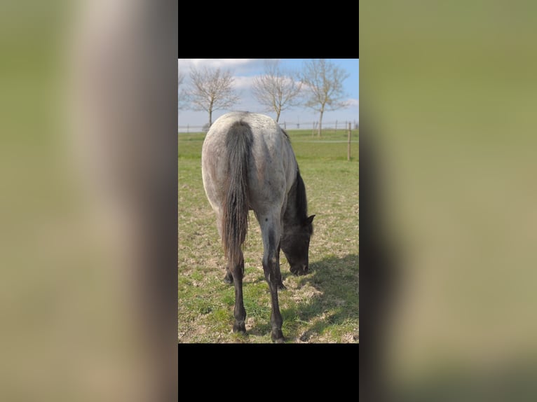 American Quarter Horse Stallone 1 Anno 146 cm Roano blu in Kirchberg