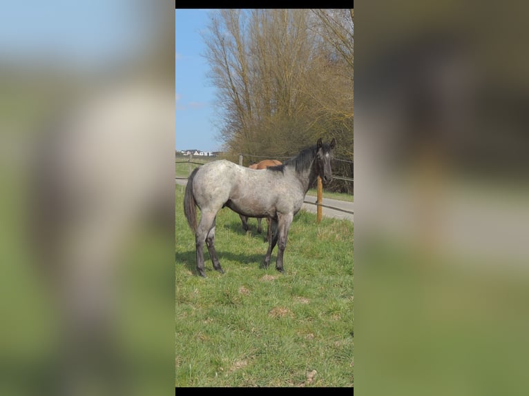 American Quarter Horse Stallone 1 Anno 146 cm Roano blu in Kirchberg
