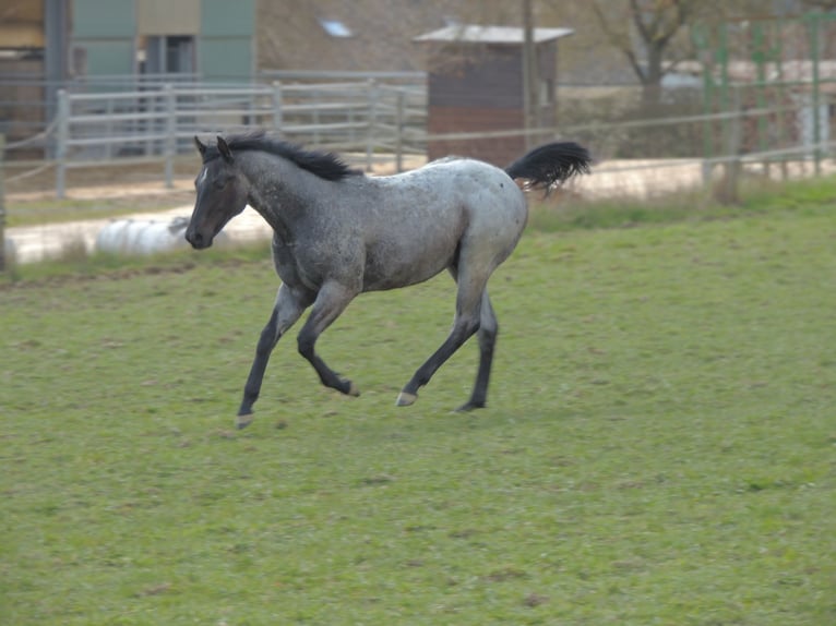 American Quarter Horse Stallone 1 Anno 146 cm Roano blu in Kirchberg