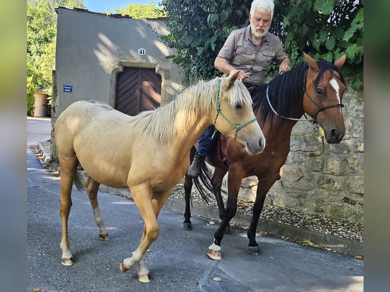American Quarter Horse Stallone 1 Anno 148 cm Palomino in M&#xFC;glitztal