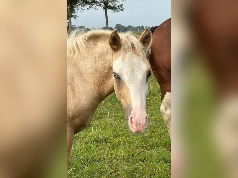 American Quarter Horse Stallone 1 Anno 148 cm Palomino in Haren