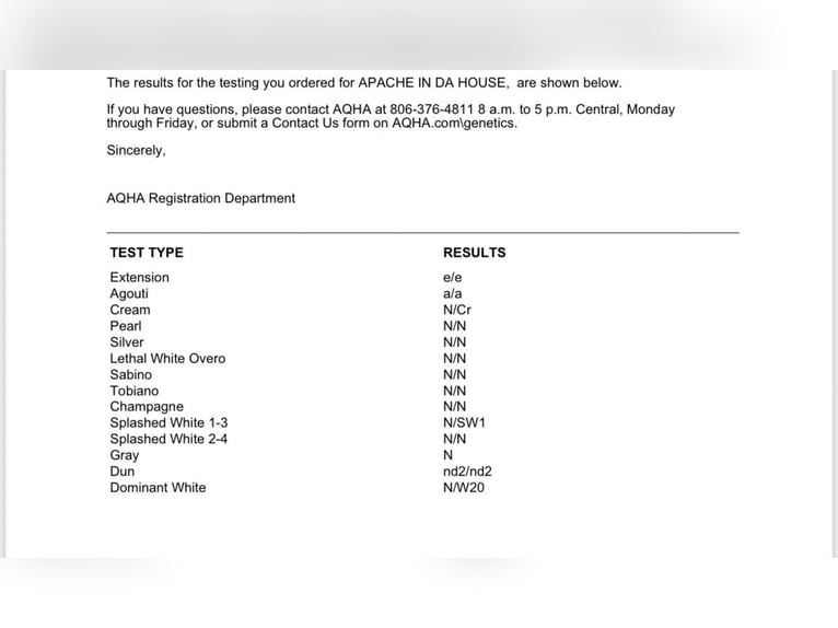American Quarter Horse Stallone 1 Anno 148 cm Palomino in Haren