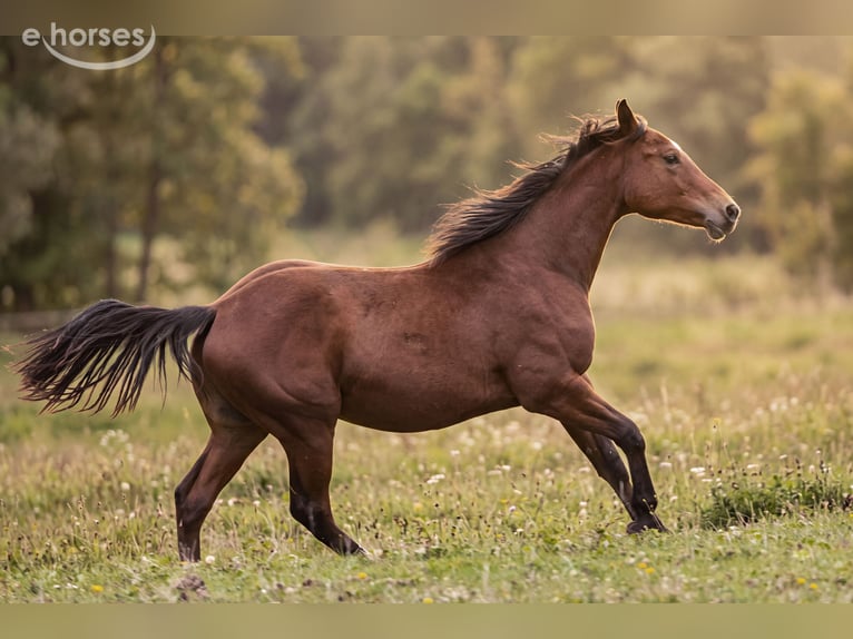 American Quarter Horse Stallone 1 Anno 150 cm Baio in Dietenheim