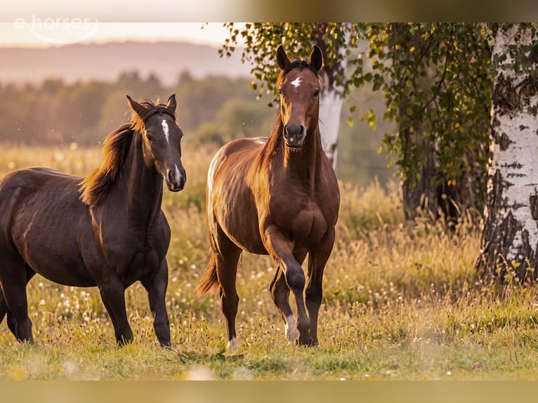 American Quarter Horse Stallone 1 Anno 150 cm Baio in Dietenheim