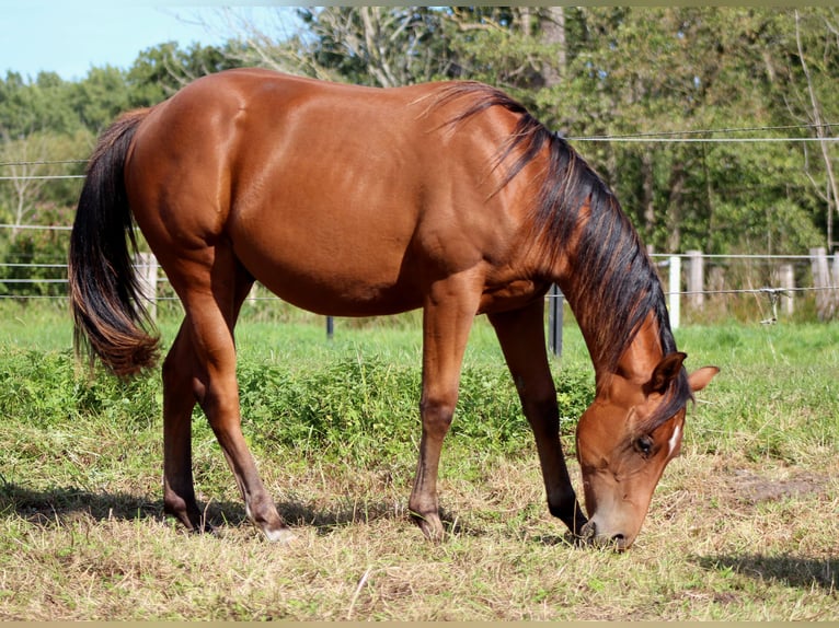American Quarter Horse Stallone 1 Anno 150 cm Baio in Stade