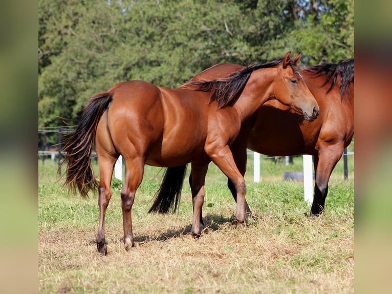 American Quarter Horse Stallone 1 Anno 150 cm Baio in Stade