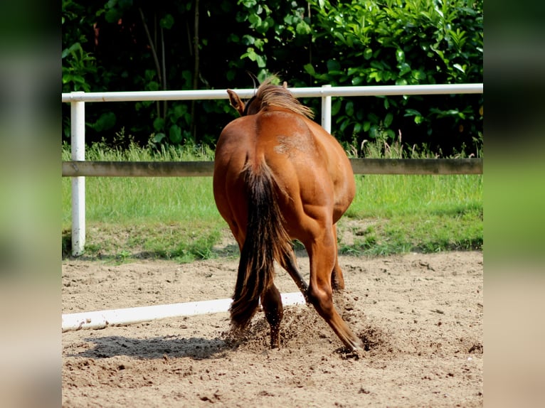 American Quarter Horse Stallone 1 Anno 150 cm Baio in Stade