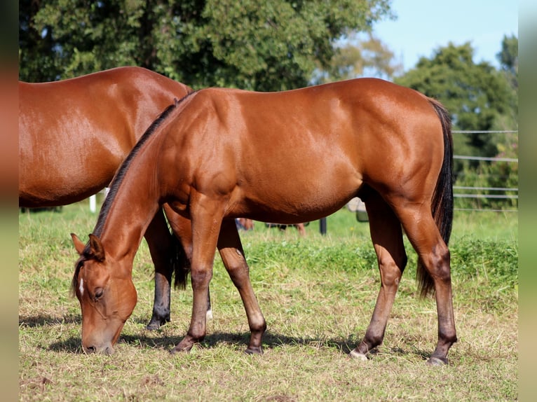 American Quarter Horse Stallone 1 Anno 150 cm Baio in Stade