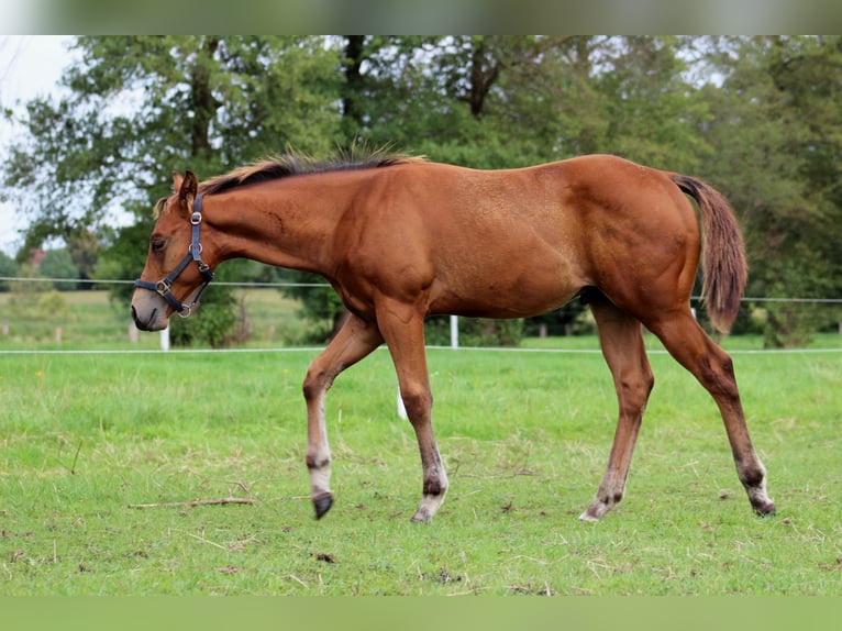 American Quarter Horse Stallone 1 Anno 150 cm Baio in Stade