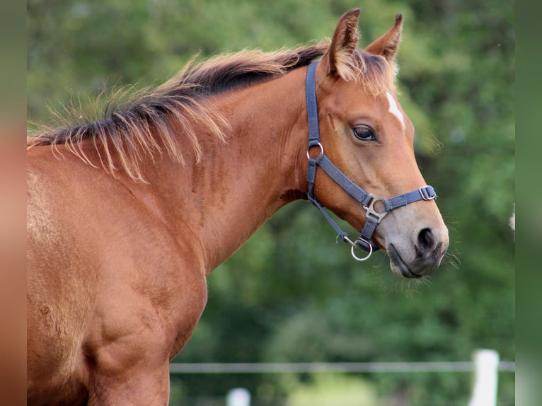 American Quarter Horse Stallone 1 Anno 150 cm Baio in Stade