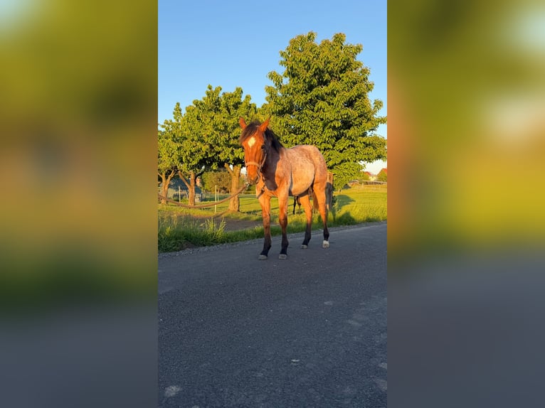 American Quarter Horse Stallone 1 Anno 150 cm Baio roano in Pociękarb