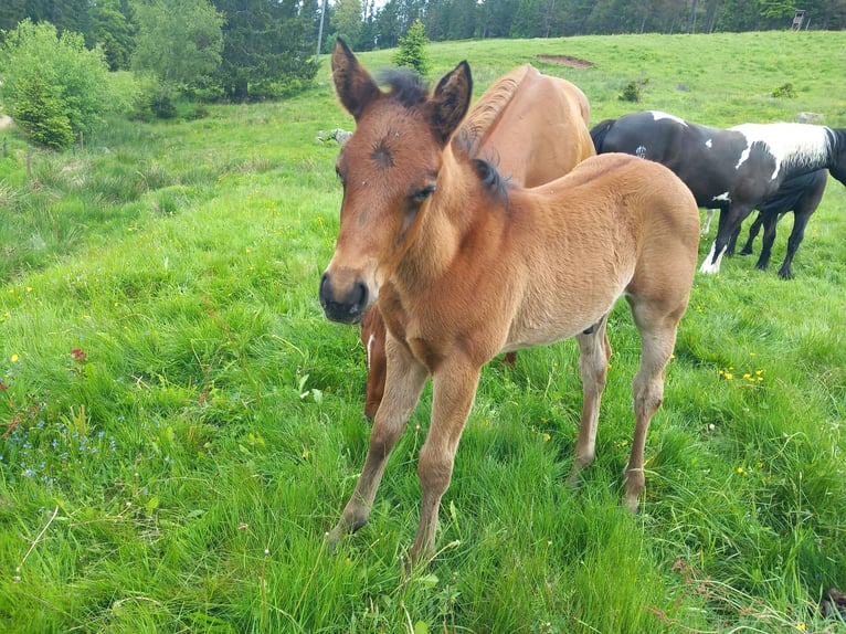 American Quarter Horse Stallone 1 Anno 150 cm Baio scuro in Steinen