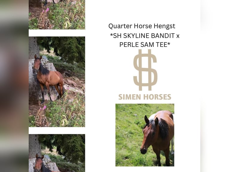 American Quarter Horse Stallone 1 Anno 150 cm Baio scuro in Steinen