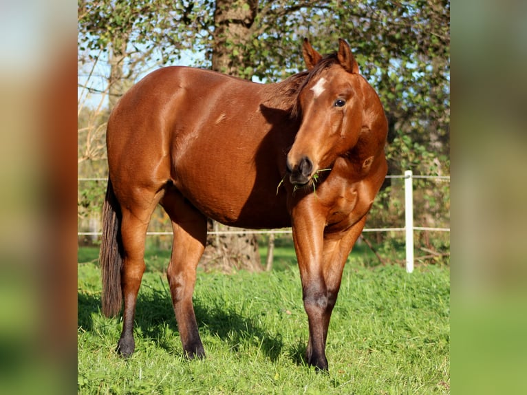 American Quarter Horse Stallone 1 Anno 150 cm Baio in Stade