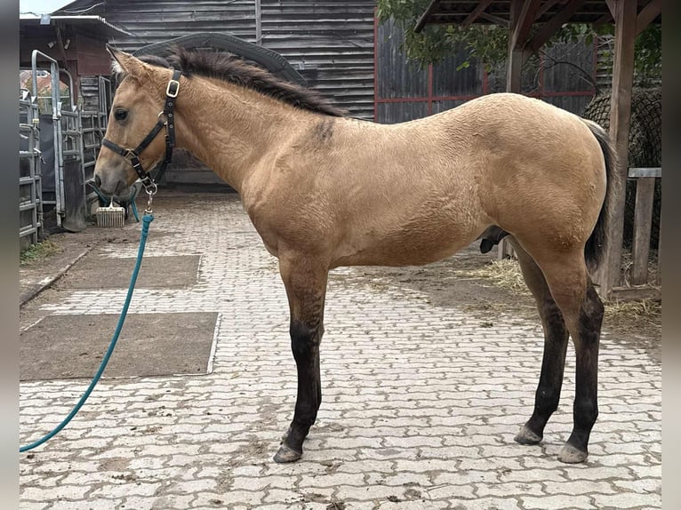 American Quarter Horse Stallone 1 Anno 150 cm  in Liebenau