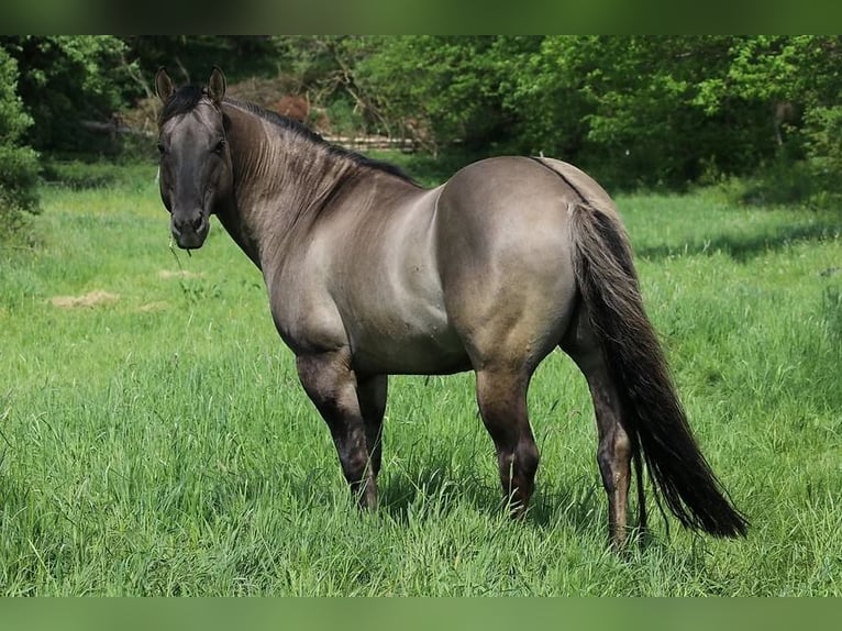 American Quarter Horse Stallone 1 Anno 150 cm Dunalino in Bodenfelde
