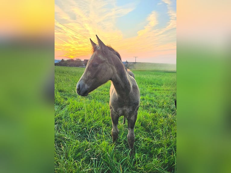 American Quarter Horse Stallone 1 Anno 150 cm Falbo baio in Amorbach