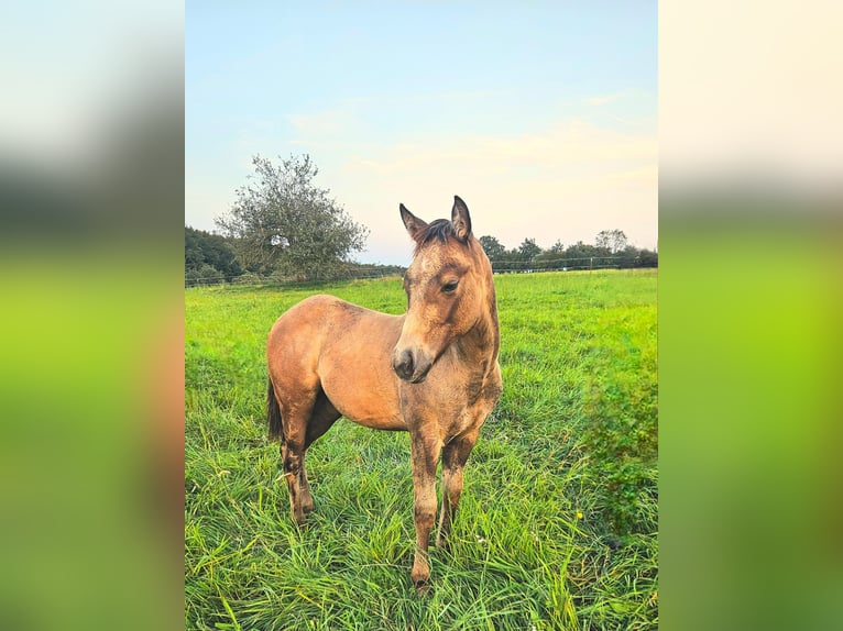 American Quarter Horse Stallone 1 Anno 150 cm Falbo baio in Amorbach