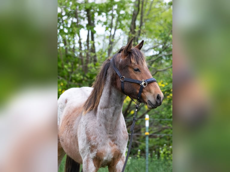 American Quarter Horse Stallone 1 Anno 150 cm Falbo baio in Neumünster