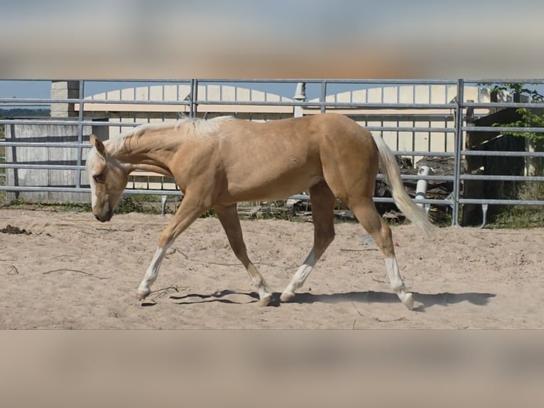 American Quarter Horse Stallone 1 Anno 150 cm Palomino in Langenbach