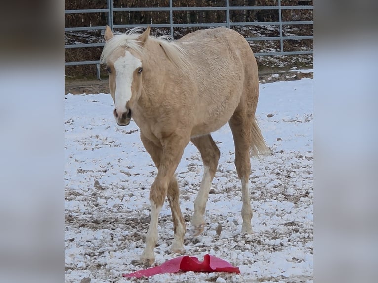 American Quarter Horse Stallone 1 Anno 150 cm Palomino in Langenbach