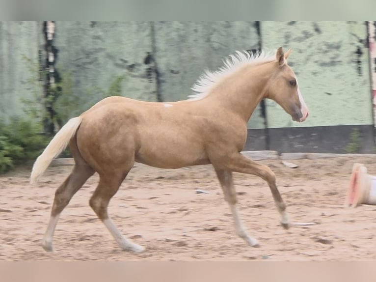 American Quarter Horse Stallone 1 Anno 150 cm Palomino in Langenbach